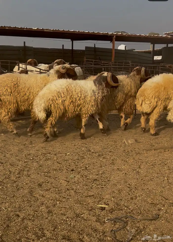 فحول نعيم مشروطه للبيع 7