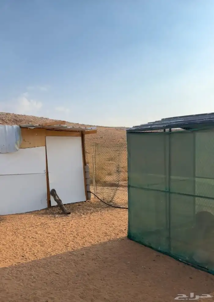 صيصان وفروج 0