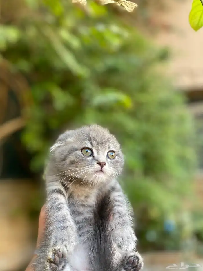 سكوتش فولد مطعمين الوان مميزة للبيع ولايوجد تبني 0