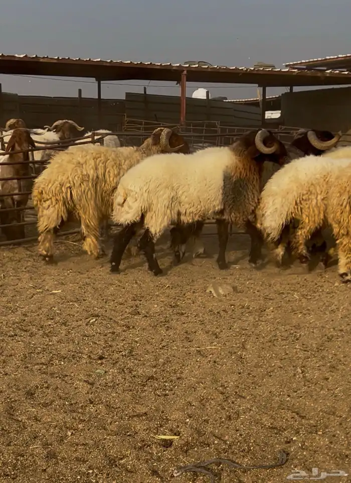 فحول نعيم مشروطه للبيع 5