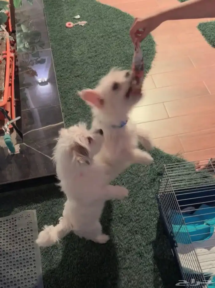 كلاب مالتيز للبيع 1