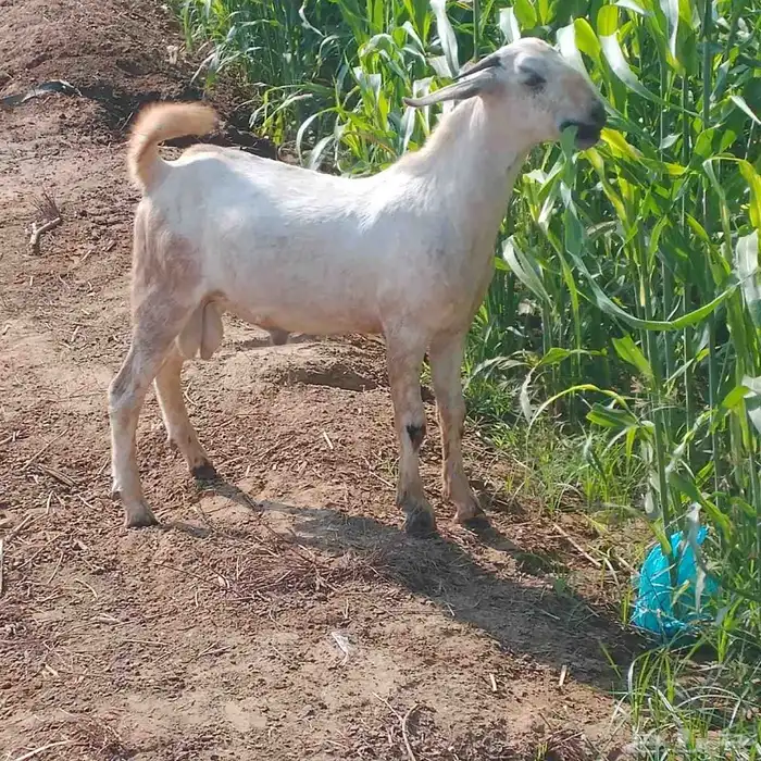 احد المسارحة 4