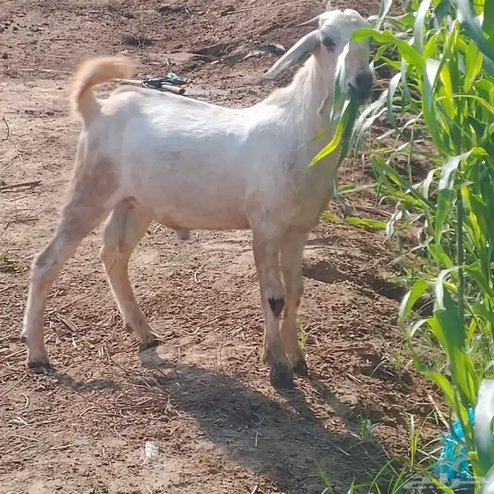 احد المسارحة 0