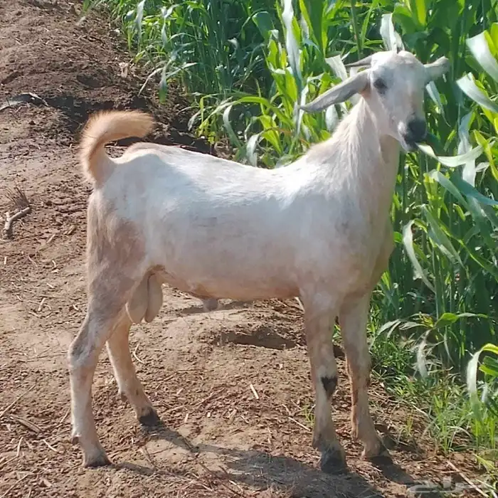 احد المسارحة 2