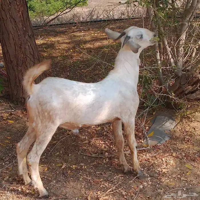 احد المسارحة 9