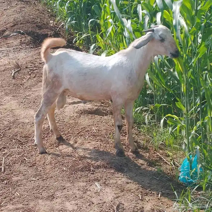 احد المسارحة 3