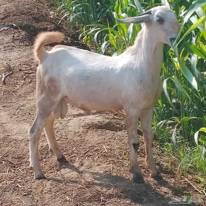 احد المسارحة 1