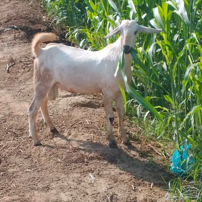 احد المسارحة 5