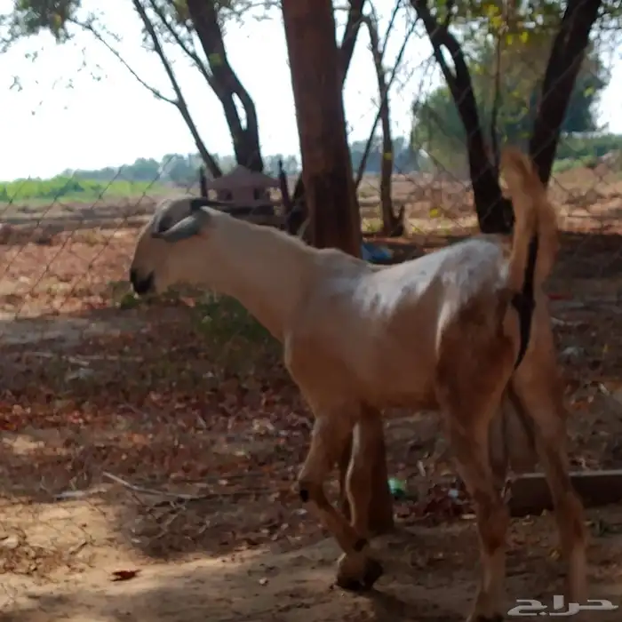 احد المسارحة 7