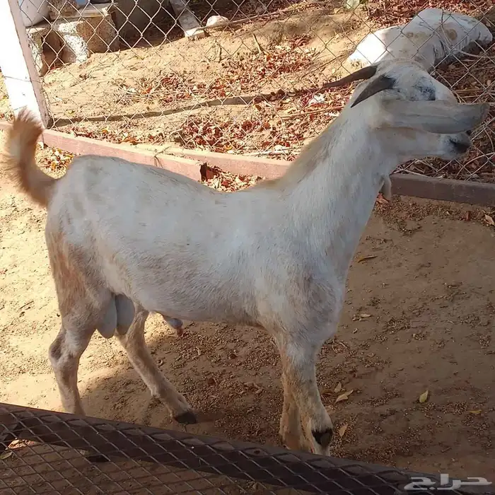 احد المسارحة 6