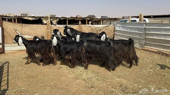 ماعز عوارض دفيع شرط 8