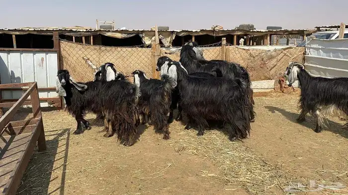 ماعز عوارض دفيع شرط 7