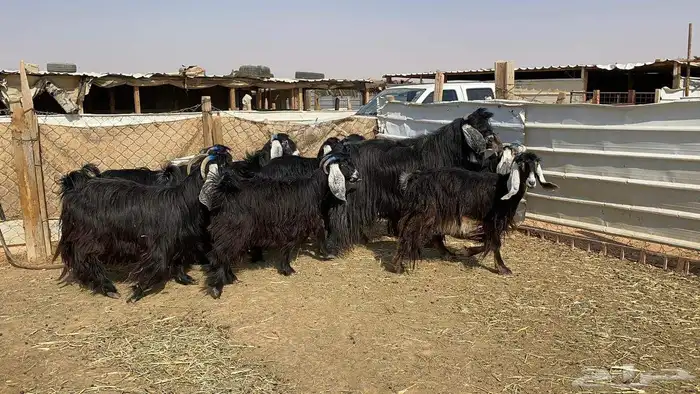 ماعز عوارض دفيع شرط 6