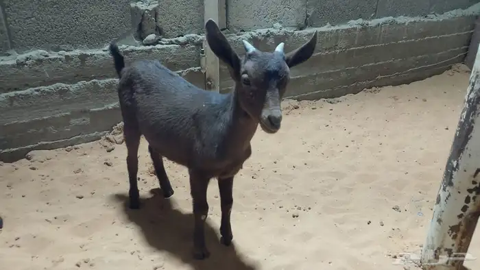 تيوس مورسيانو 0