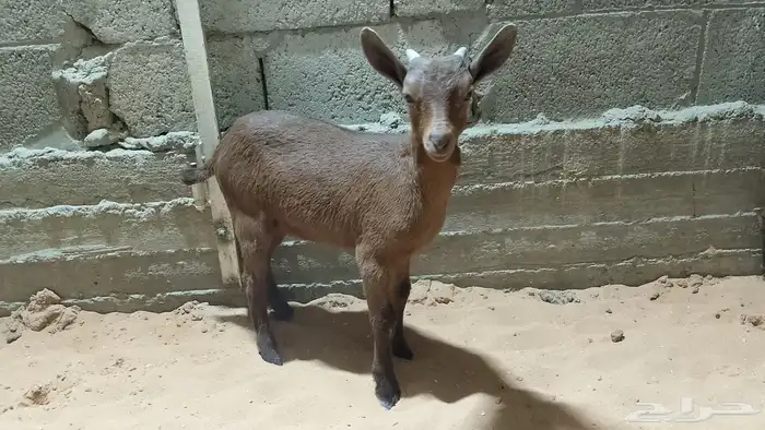 تيوس مورسيانو 1