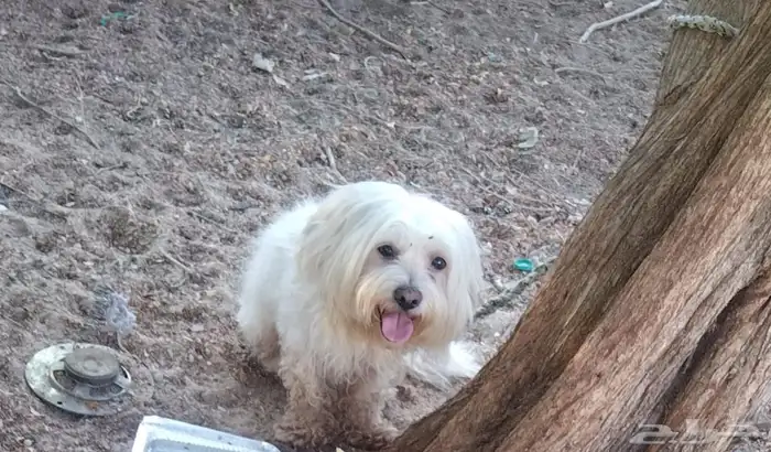 كلب الي يبيه يجي ياخذه 0