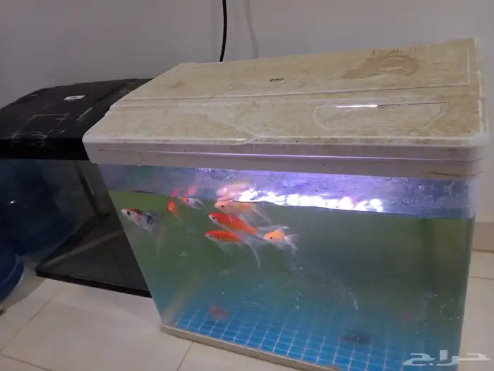 اسماك زينه 4