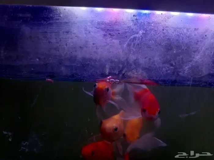 اسماك زينه 5