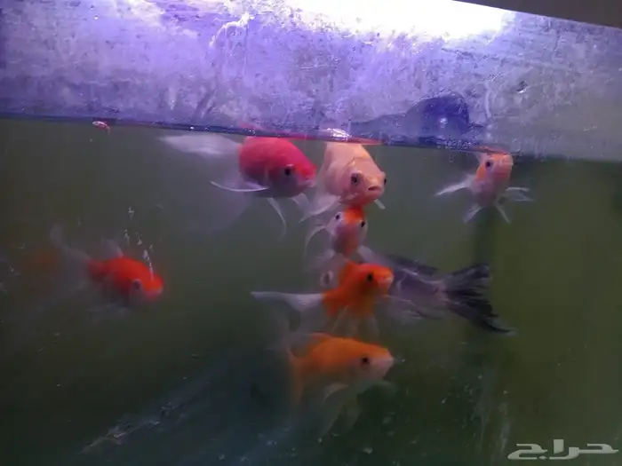 اسماك زينه 2