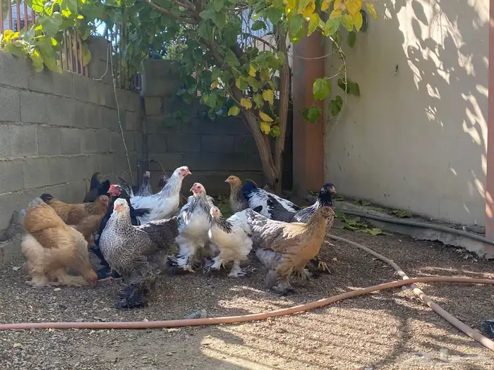 دجاج براهما 5