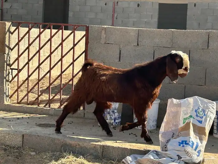 تيس قبرصي 10