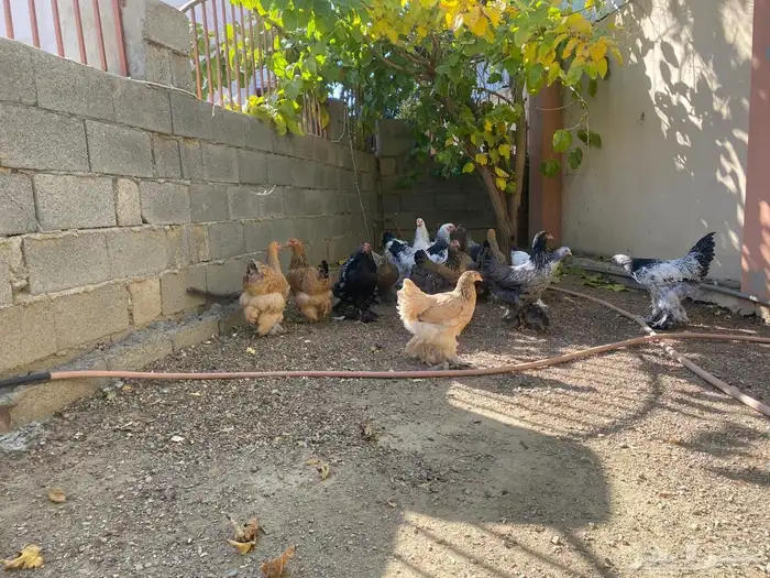 دجاج براهما 1