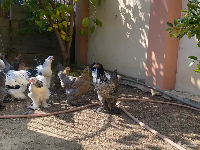 دجاج براهما 4