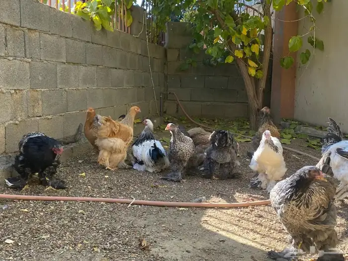 دجاج براهما 3