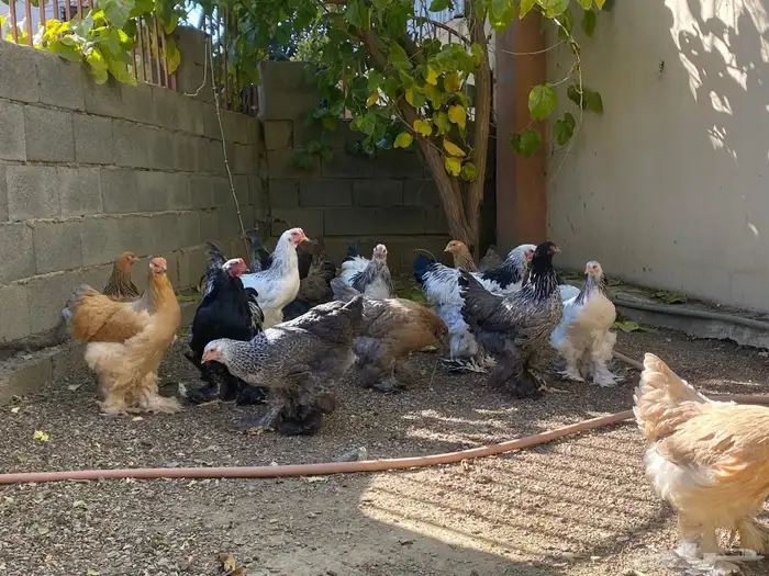 دجاج براهما 2