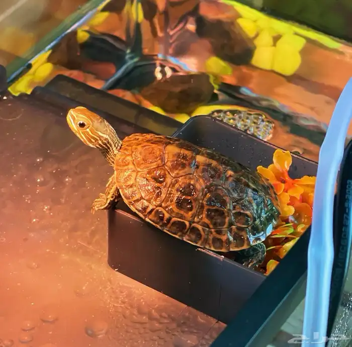 سلحفاه للبيع 1