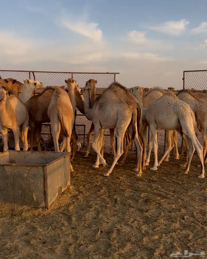 حشو على حليب فل شحم واطيب من التصوير 8