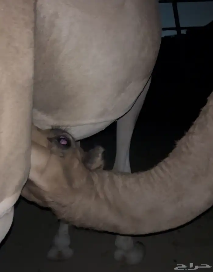 ناقة خلفة معها بكرة توها ثنية 6
