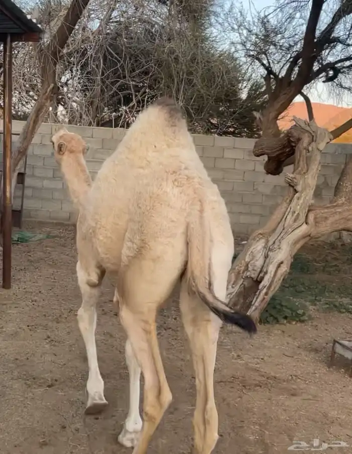 بكره كفووو فل شحم العمر حولي 8 أشهر 0