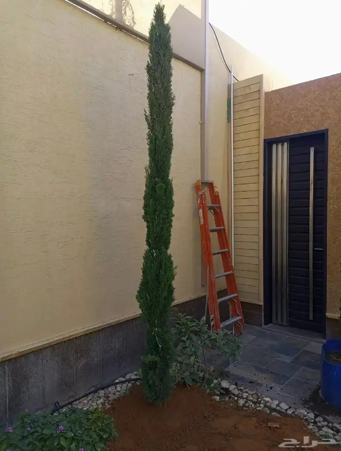 شجره زيتون 7