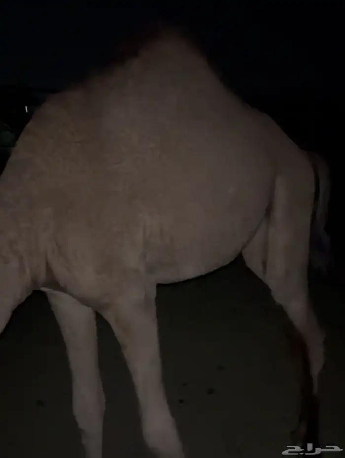 ناقة خلفة معها بكرة توها ثنية 7