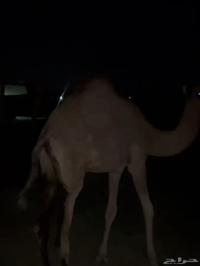 ناقة خلفة معها بكرة توها ثنية 8