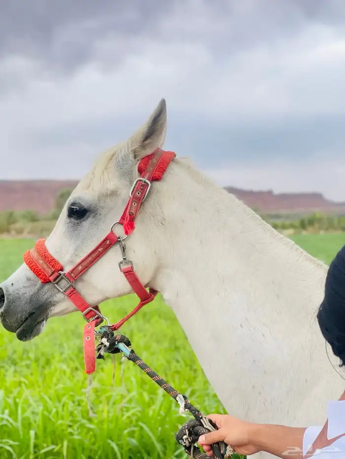 فرس واهو لقاح 7 شهور 2