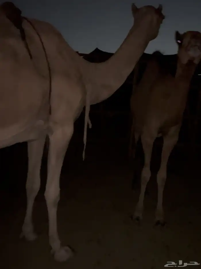 ناقة خلفة معها بكرة توها ثنية 3