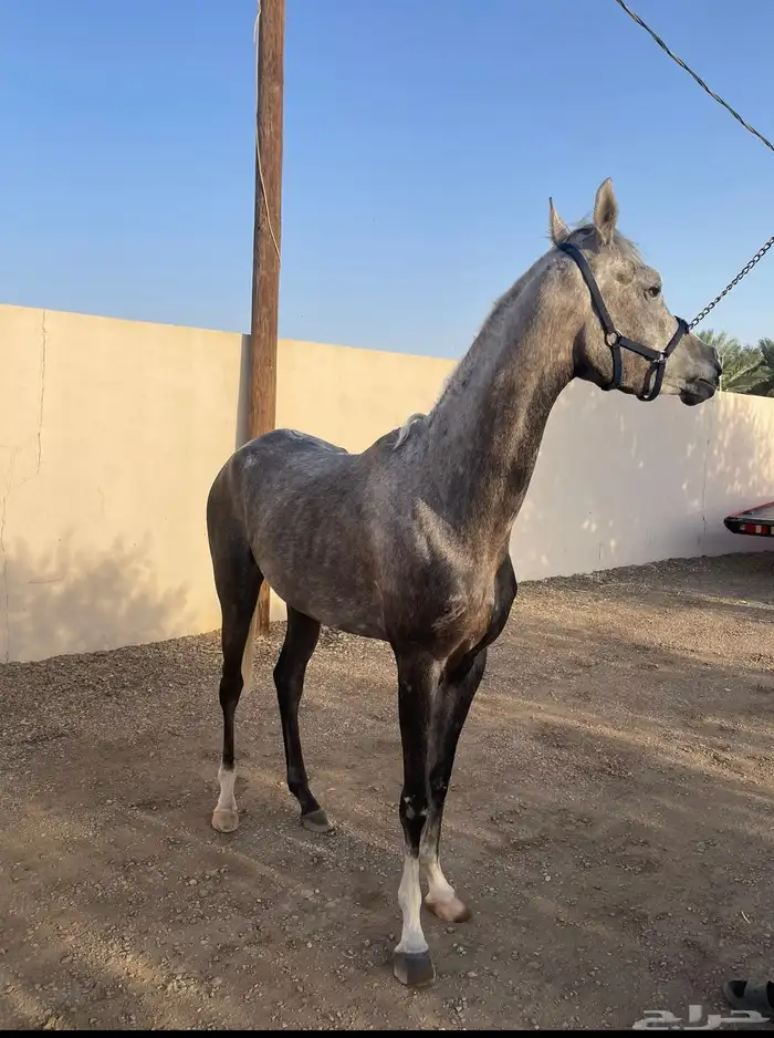 خيل عربيه اصيلة 0