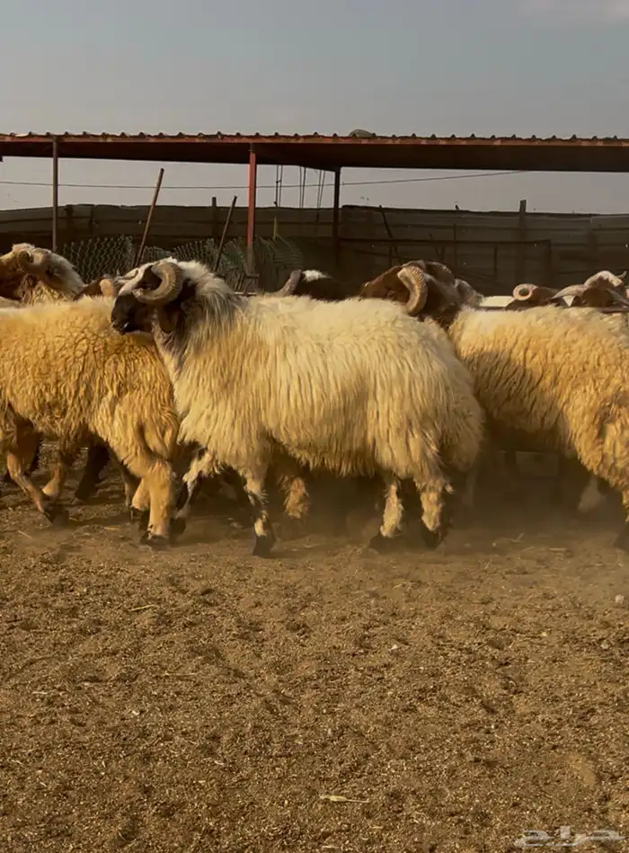 فحول نعيم مشروطه للبيع 3