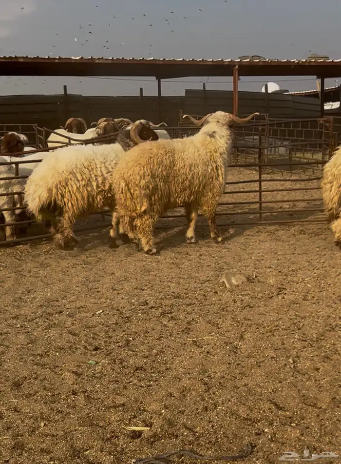 فحول نعيم مشروطه للبيع 10