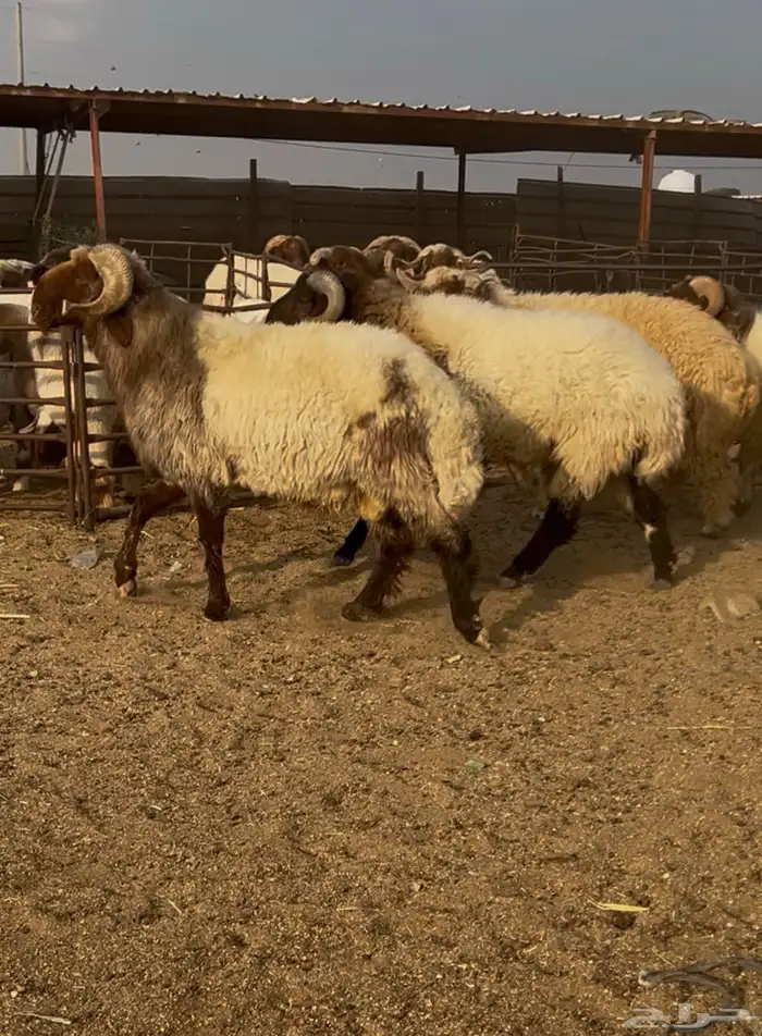 فحول نعيم مشروطه للبيع 1