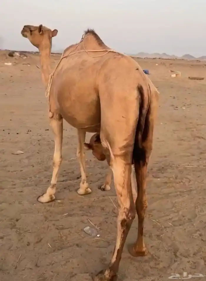 ناقة خلفة معها بكرة توها ثنية 0
