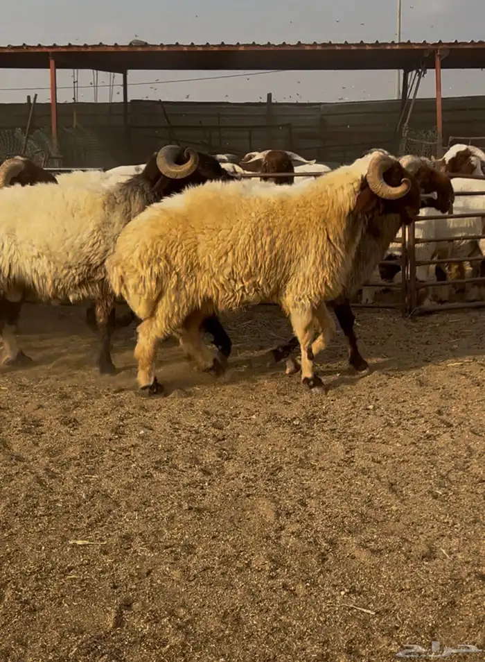 فحول نعيم مشروطه للبيع 0