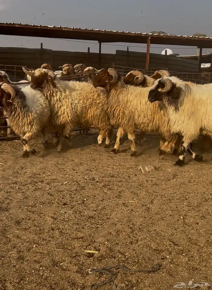 فحول نعيم مشروطه للبيع 9