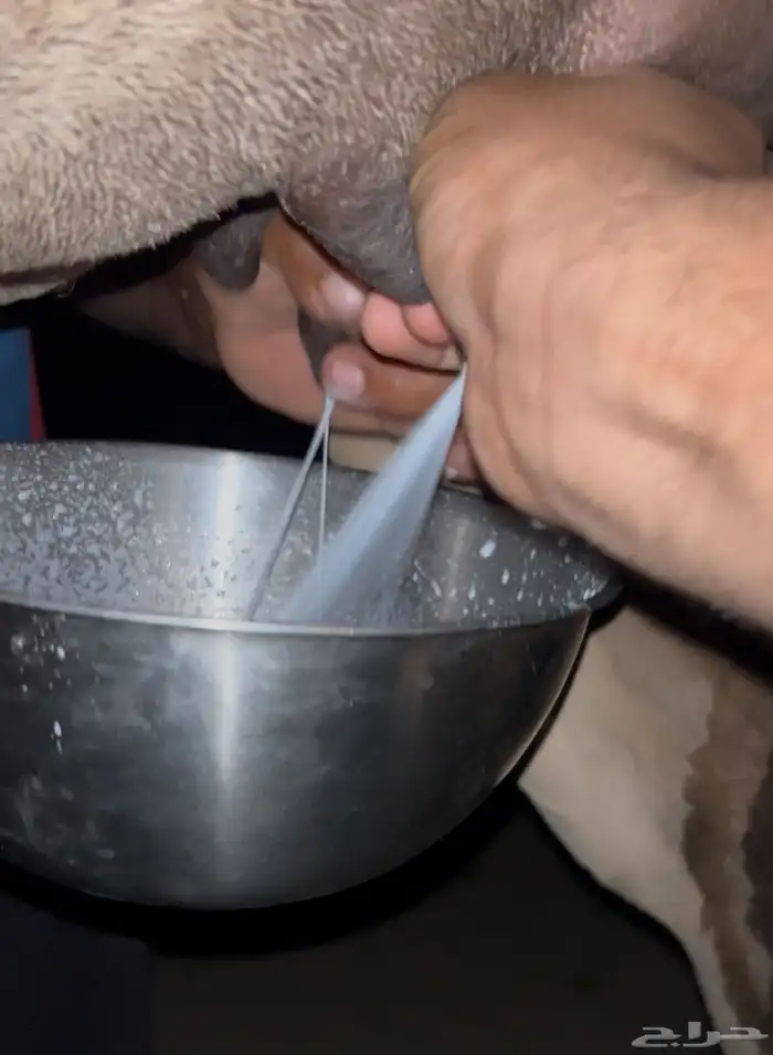 ناقة خلفة معها بكرة توها ثنية 5