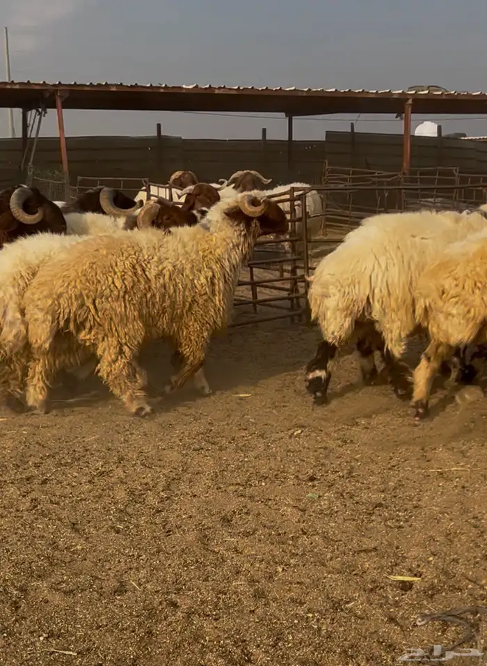 فحول نعيم مشروطه للبيع 11