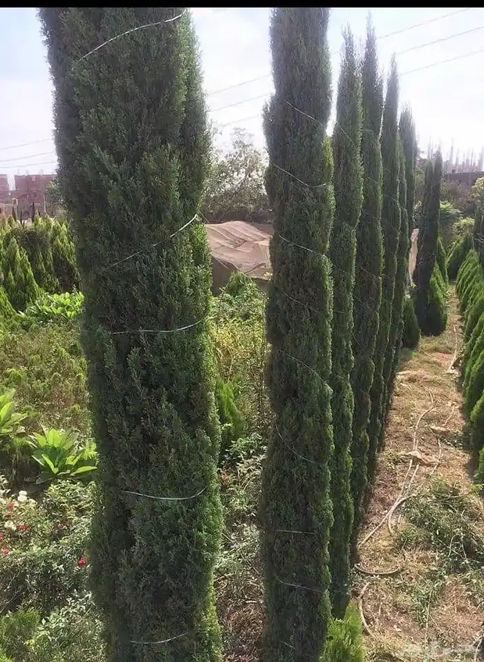 شجره زيتون 5