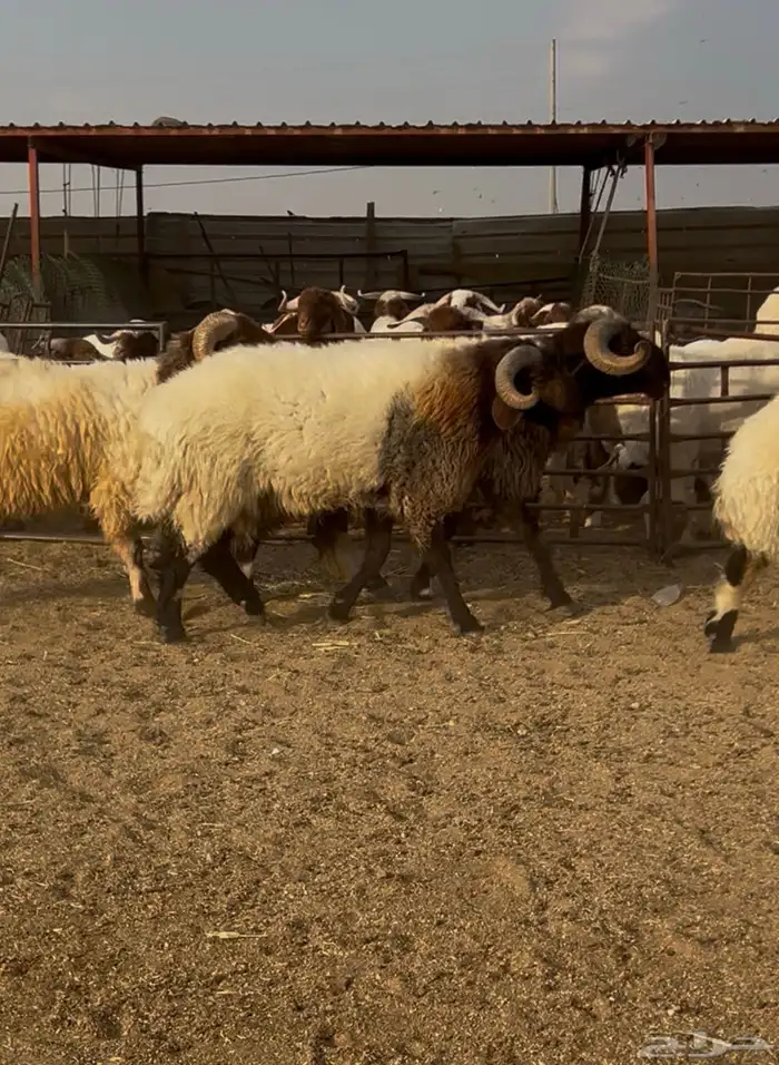 فحول نعيم مشروطه للبيع 6