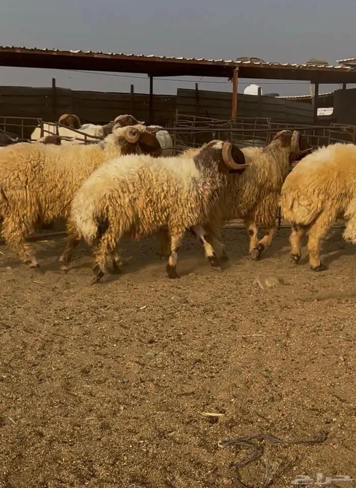 فحول نعيم مشروطه للبيع 2